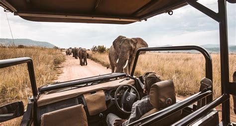 rube safari|The 10 best African safari videos